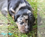 Small Catahoula Leopard Dog