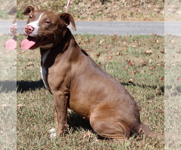 Medium Photo #3 Mutt Puppy For Sale in Prattville, AL, USA