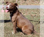 Small #2 Mutt