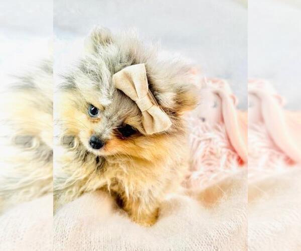 Medium Photo #9 Pomeranian Puppy For Sale in DELRAY BEACH, FL, USA