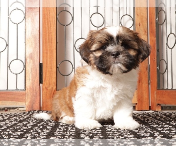 Medium Photo #1 Shih Tzu Puppy For Sale in NAPLES, FL, USA