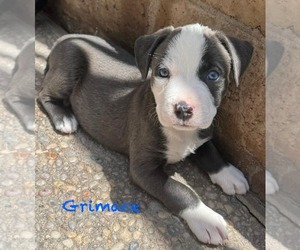 American Pit Bull Terrier-Unknown Mix Dogs for adoption in Mission Viejo, CA, USA