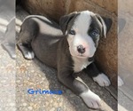 Small American Pit Bull Terrier Mix
