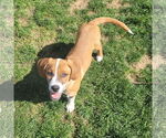 Small #1 Mutt