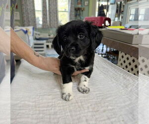 Cock-A-Poo-Unknown Mix Dogs for adoption in Benton, LA, USA