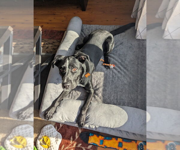 Medium Photo #4 Great Dane-Labrador Retriever Mix Puppy For Sale in Minneapolis, MN, USA