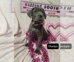 Small Photo #5 Cane Corso Puppy For Sale in POMEROY, OH, USA