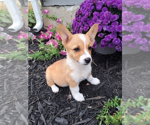 Medium Photo #45 Pembroke Welsh Corgi Puppy For Sale in SHILOH, OH, USA