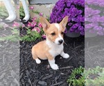 Small Photo #45 Pembroke Welsh Corgi Puppy For Sale in SHILOH, OH, USA