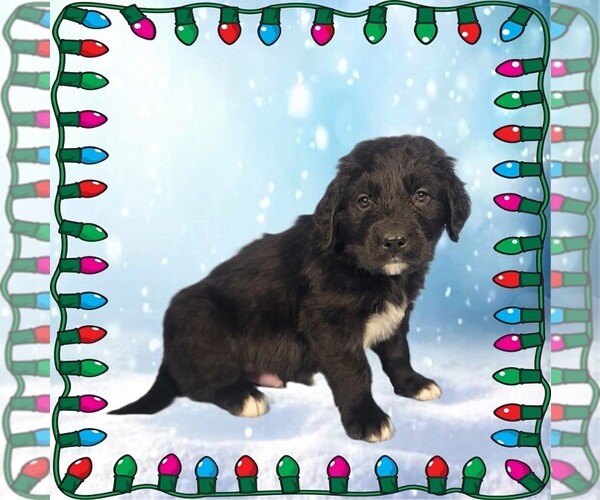 Medium Photo #81 Golden Mountain Dog Puppy For Sale in BLACK FOREST, CO, USA