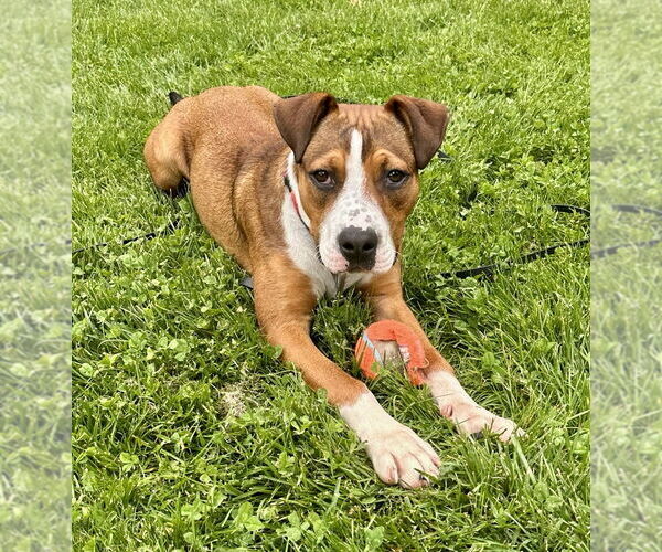 Medium Photo #18 Boxador Puppy For Sale in Brewster, NY, USA