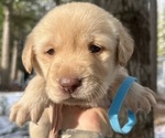 Puppy Puppy 5 Labrador Retriever