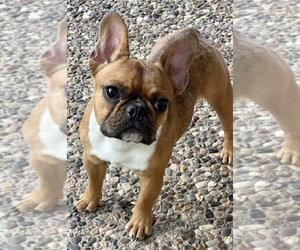 French Bulldog Puppy for sale in HOUSTON, TX, USA