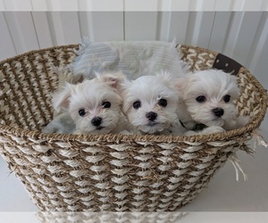 Maltese Puppy for sale in OCALA, FL, USA