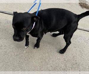 Dachshund Dogs for adoption in Houston, TX, USA