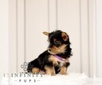 Small #2 Yorkshire Terrier