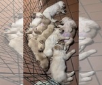 Image preview for Ad Listing. Nickname: Litter of 8