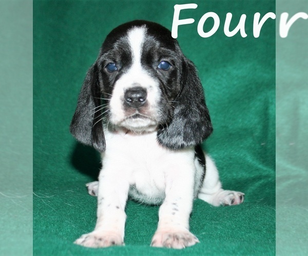 Medium Photo #9 Basset Hound Puppy For Sale in LAKESIDE, CA, USA