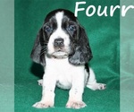 Small Photo #9 Basset Hound Puppy For Sale in LAKESIDE, CA, USA