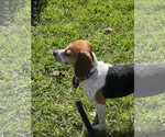 Small #9 Beagle Mix