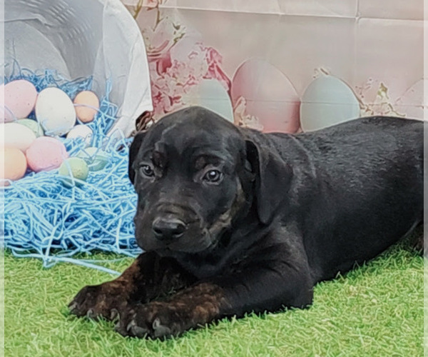 Medium Photo #3 Catahoula Leopard Dog Puppy For Sale in CUMBY, TX, USA