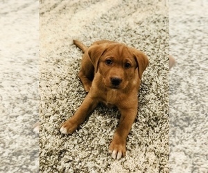Labrador Retriever Puppy for sale in STEVENS, PA, USA