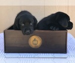 Small Photo #7 Labrador Retriever Puppy For Sale in SAN DIEGO, CA, USA