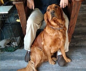 Father of the Golden Retriever puppies born on 04/29/2025