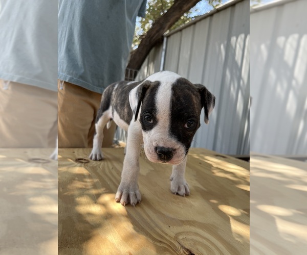 Medium Photo #3 American Bulldog Puppy For Sale in GALLUP, NM, USA