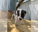 Small #2 American Bulldog