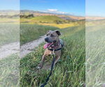 Small #11 American Pit Bull Terrier Mix