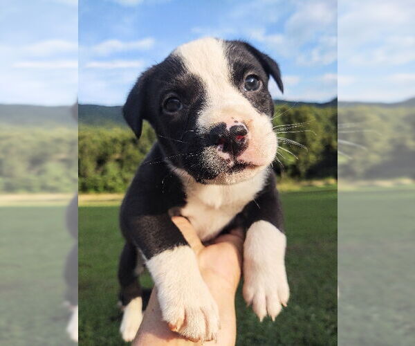 Medium Photo #1 American Pit Bull Terrier-Labrador Retriever Mix Puppy For Sale in Hinton, WV, USA