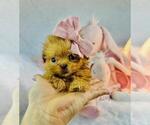 Small #7 Poodle (Toy)