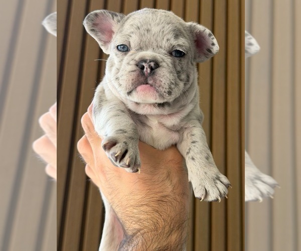 Medium Photo #2 French Bulldog Puppy For Sale in PHOENIX, AZ, USA