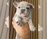 Small Photo #9 French Bulldog Puppy For Sale in NOGALES, AZ, USA