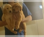 Small Photo #1 Golden Retriever Puppy For Sale in GARDENA, CA, USA