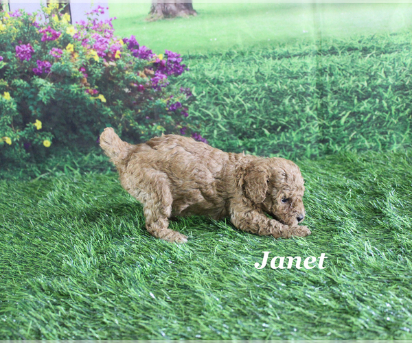 Medium Photo #9 Poodle (Toy) Puppy For Sale in CHANUTE, KS, USA