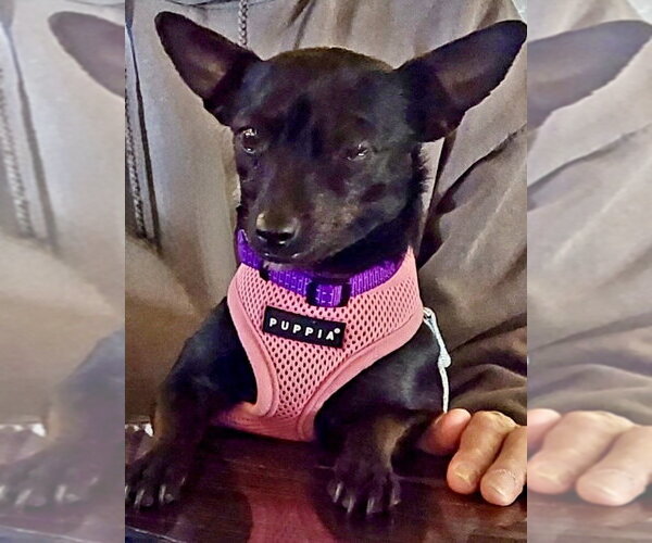Medium Photo #3 Chihuahua Puppy For Sale in Omaha, NE, USA