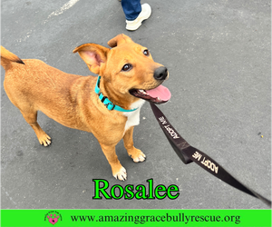 Rosalee - Female Chow Chow-Unknown Mix Dog for Adoption - Photo #4