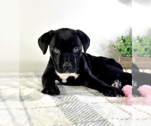 Medium Photo #3 Cane Corso Puppy For Sale in GREENFIELD, IN, USA