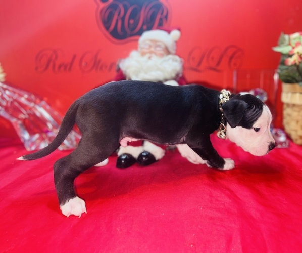 Medium Photo #3 American Pit Bull Terrier Puppy For Sale in TRENTON, NJ, USA
