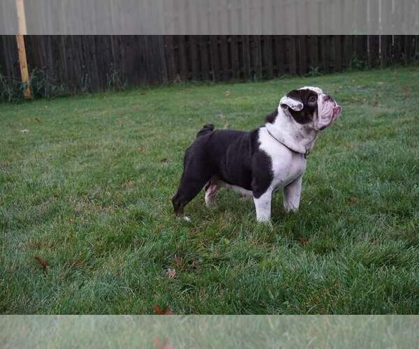 Medium Photo #1 English Bulldog Puppy For Sale in HOBART, IN, USA
