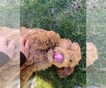 Small Photo #4 Poodle (Standard) Puppy For Sale in OAKLAND, CA, USA