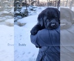 Small Photo #6 Labrador Retriever Puppy For Sale in LUBLIN, WI, USA
