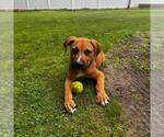 Small #1 Retriever  Mix