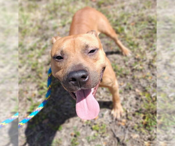 Medium Photo #10 American Pit Bull Terrier Puppy For Sale in Pompano Beach , FL, USA