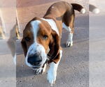 Small #4 Basset Hound