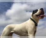 Small Photo #2 Dogo Argentino Puppy For Sale in Yoder, CO, USA