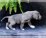 Small #15 Great Dane