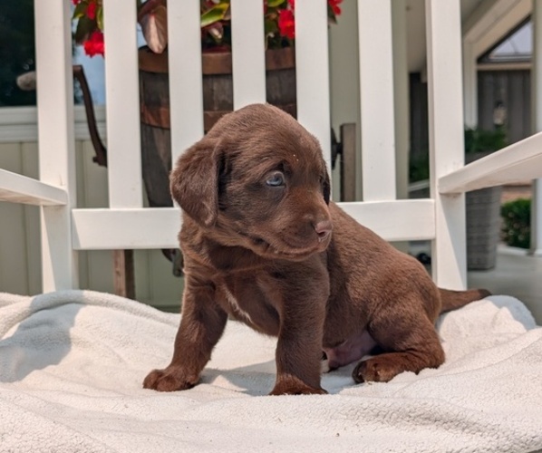 Medium Photo #73 Labrador Retriever Puppy For Sale in GOSHEN, IN, USA